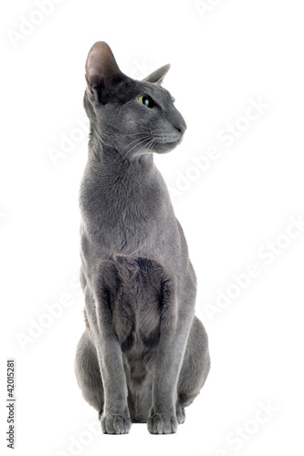 Photo: gray oriental cat gray oriental cat