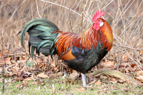 Photo: Rooster Rooster