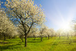 Apple groove