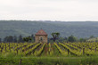 burgund 66