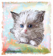 hand drawn portrait of the fluffy kitten  with blue eyes