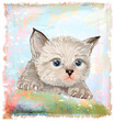 hand drawn portrait of the fluffy kitten  with blue eyes