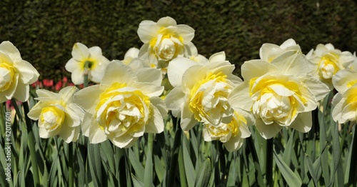 Photo: lingerie narcissi, netherlands lingerie narcissi, netherlands