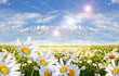 Springtime: field of daisy flowers with blue sky and clouds