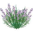 lavanda