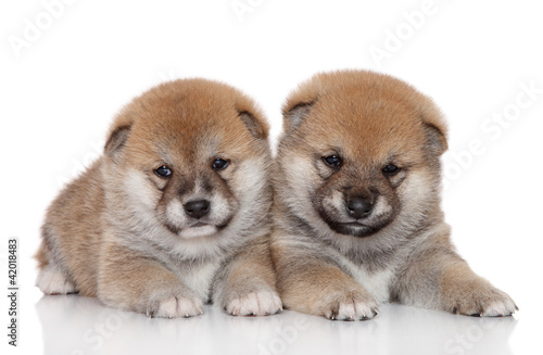 Photo: Shiba Inu puppies on white background Shiba Inu puppies on white background