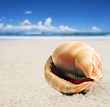 a Beautiful perfectly shaped sea shell on the sandy beach