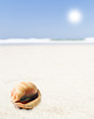 a Beautiful perfectly shaped sea shell on the sandy beach