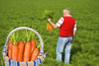 Foto: Proud carrot farmer picking fresh carrots in his basket Proud carrot farmer picking fresh carrots in his basket