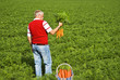 Foto: Proud carrot farmer picking fresh carrots in his basket Proud carrot farmer picking fresh carrots in his basket