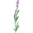 lavanda