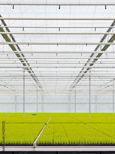 Photo: Growing conifers inside a greenhouse Growing conifers inside a greenhouse