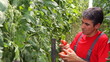 Video: Farmer picking tomato in a greenhouse Farmer picking tomato in a greenhouse