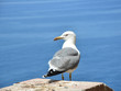 möwe