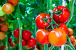 Tomatoes on a stem