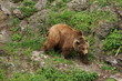 Foto: baer baer