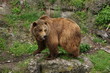 Foto: baer baer