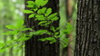 tree trunks in the spring forest