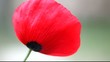 poppy field