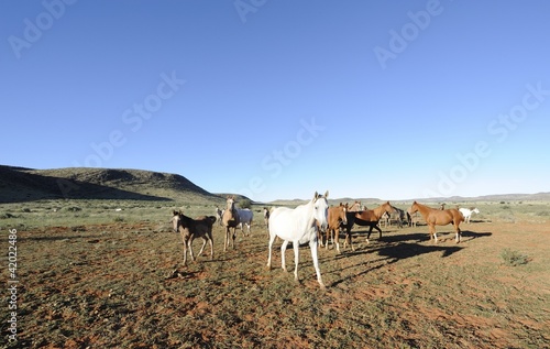 Photo: Arabian Horses brood herd Arabian Horses brood herd