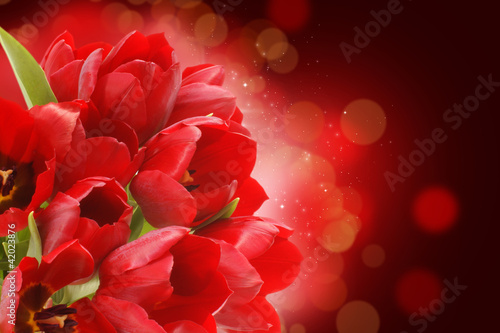 Foto: Red tulips Red tulips