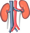 kidney