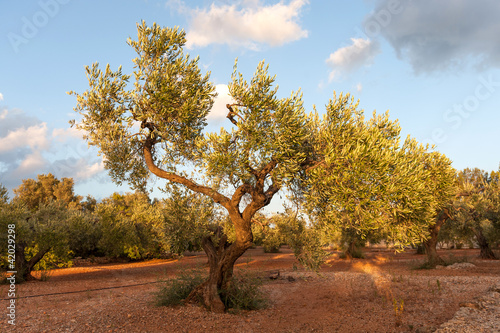 Foto: Olive tree field Olive tree field
