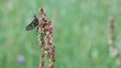 Video: Eintagsfliege Eintagsfliege