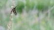 Video: Eintagsfliege Eintagsfliege