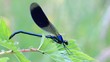Video: Libelle Libelle