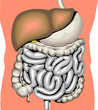 human digestive system