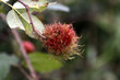 Rosengalle