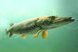 Underwater photo of a big Pike (Esox Lucius).