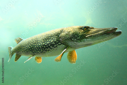Photo: Underwater photo of a big Pike (Esox Lucius). Underwater photo of a big Pike (Esox Lucius).