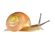 escargot orange