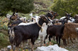 Foto: grèce; ioniennes, kefalonia : mont Enos, chèvres, boucs et bé grèce; ioniennes, kefalonia : mont Enos, chèvres, boucs et bé