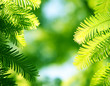 Coniferous background