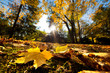 Fall autumn park. Falling leaves in a sunny day