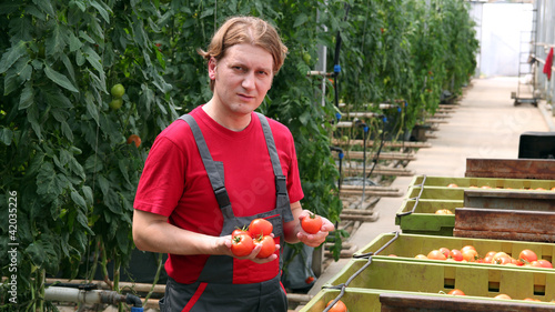 Photo: Worker Holding Tomatoes in Greenhouse Worker Holding Tomatoes in Greenhouse