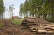 Timber Stack