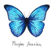 Butterfly Morpho Anaxibia. Watercolor imitation.
