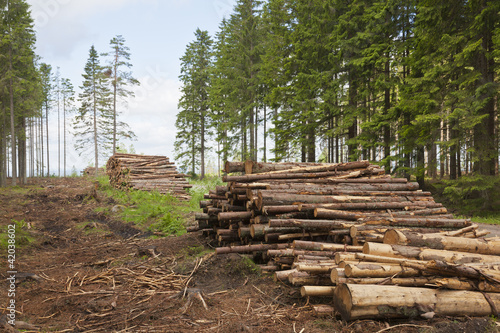 Photo: Timber Stack Timber Stack