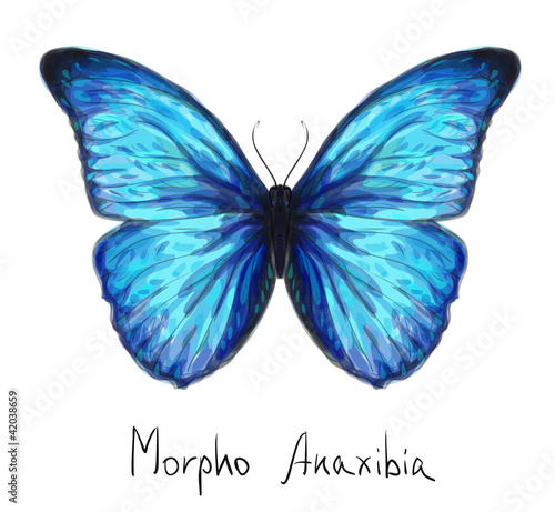 Vector: Butterfly Morpho Anaxibia. Watercolor imitation. Butterfly Morpho Anaxibia. Watercolor imitation.