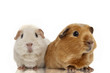 Foto: Guinea pig Guinea pig