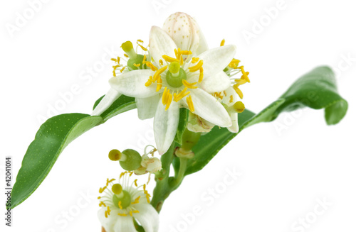 Photo: fleur d'agrume fleur d'agrume