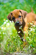 Rhodesian ridgeback puppy in a field