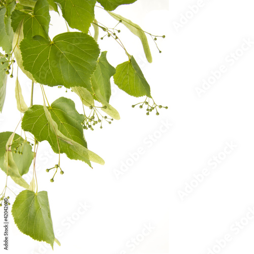 Photo: tilia tilia