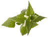 lamium album