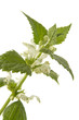 lamium album