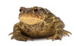 Common toad, Bufo bufo, against white background